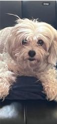Reunited Female Dog last seen Near Feltham Way, Sacramento, CA 95827