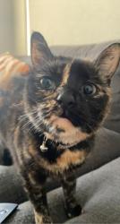 Reunited Female Cat last seen Stringybark, Wilton, NSW 2571