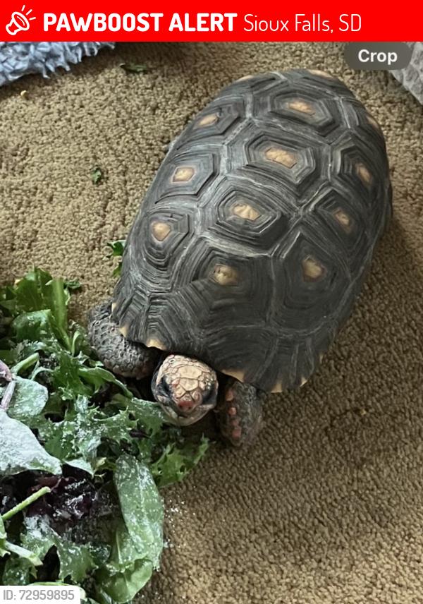 Lost Male Reptile last seen Panda Express , Sioux Falls, SD 57110