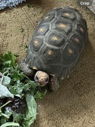 Lost Male Reptile last seen Panda Express , Sioux Falls, SD 57110