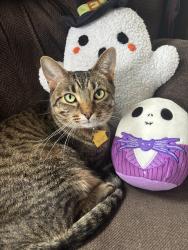 Lost Female Cat last seen Oaklawn St NE & Plainfield Ave NE, Grand Rapids, MI 49505