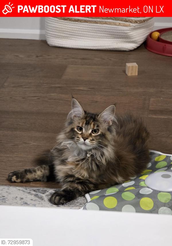 Lost Female Cat last seen Courtland crescent, Newmarket/east gwillimbury, Newmarket, ON L3X