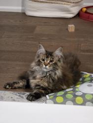 Lost Female Cat last seen Courtland crescent, Newmarket/east gwillimbury , Newmarket, ON L3X