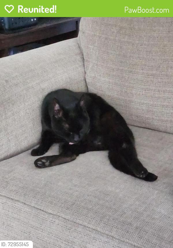 Reunited Female Cat last seen Mayspond Neighborhood, Bothell, WA 98012