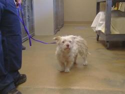 Shelter Stray Female Dog last seen FLORIN RD/EAGLES NEST RD, 95830, Sacramento, CA 95827