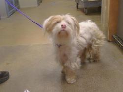 Shelter Stray Female Dog last seen FLORIN RD/EAGLES NEST RD, 95830, Sacramento, CA 95827