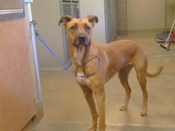 Shelter Stray Female Dog last seen LIBERTY RD/ 99 FRONTAGE RD W, 95632, Sacramento, CA 95827
