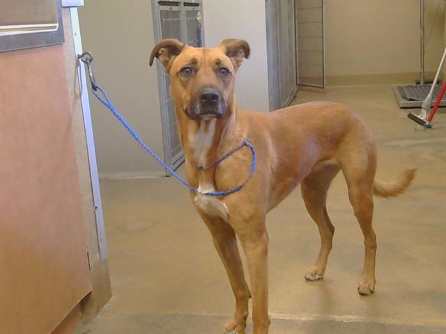 Shelter Stray Female Dog last seen LIBERTY RD/ 99 FRONTAGE RD W, 95632, Sacramento, CA 95827