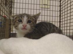 Shelter Stray Unknown Cat last seen NASREEN DR/NEWHALL DR, Sacramento, CA 95827