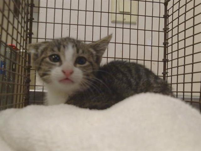 Shelter Stray Unknown Cat last seen NASREEN DR/NEWHALL DR, Sacramento, CA 95827