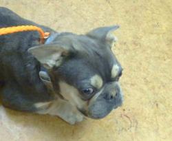Shelter Stray Male Dog last seen TOURMALINE WAY/MEADOW HAWK WAY, 95843, Sacramento, CA 95827
