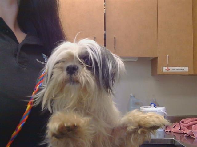 Shelter Stray Female Dog last seen 41ST/44TH AVE, 95824, Sacramento, CA 95827