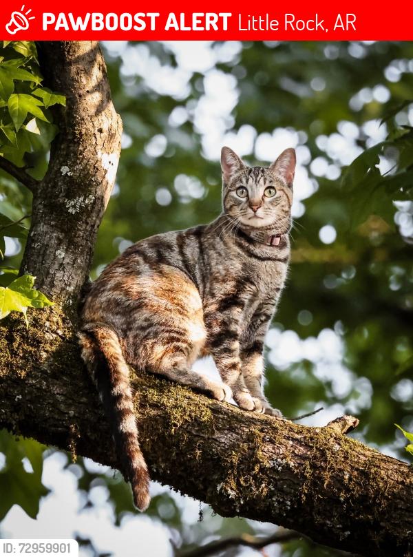 Lost Female Cat last seen Capital View / Stifft Station, Little Rock, AR 72205