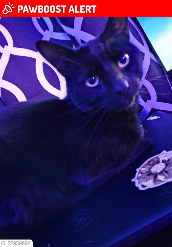 Lost Male Cat last seen Near Way Stop Sign, Elgin St S and Champlain, Cambridge, ON N1R 6M2