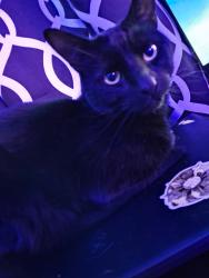 Lost Male Cat last seen Near Way Stop Sign, Elgin St S and Champlain, Cambridge, ON N1R 6M2