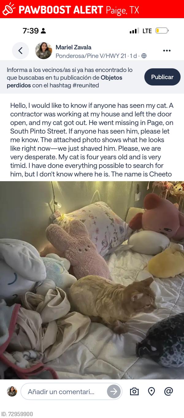 Lost Male Cat last seen Mustang drive, Paige, TX 78659