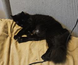 Reunited Female Cat last seen Palmer,  Newburgh, Westland, MI 48186