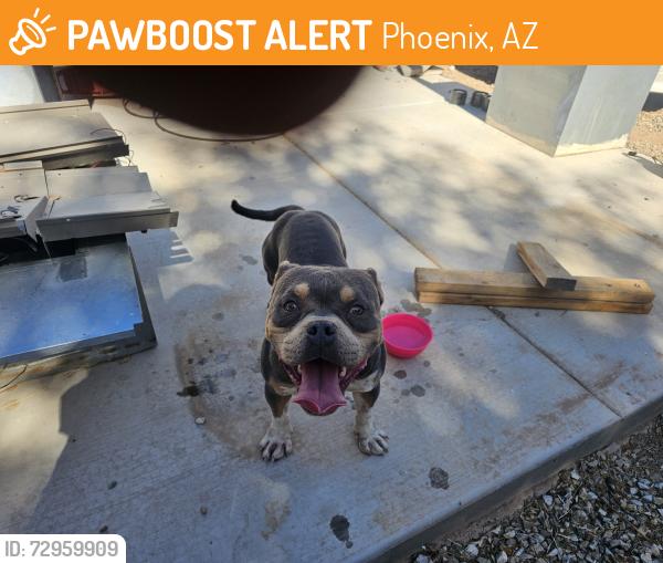 Found/Stray Male Dog last seen Near ave and southern, Phoenix, AZ 85041