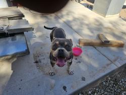 Found/Stray Male Dog last seen Near ave and southern, Phoenix, AZ 85041