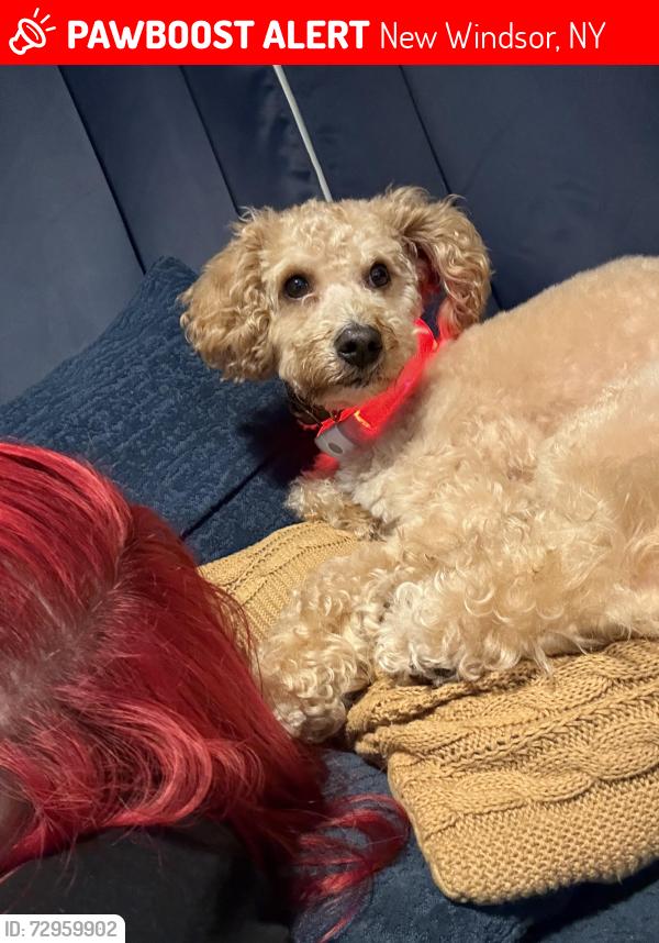 Lost Male Dog last seen Spruce st, New Windsor, NY 12553
