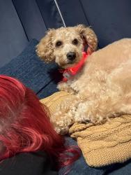 Lost Male Dog last seen Spruce st , New Windsor, NY 12553