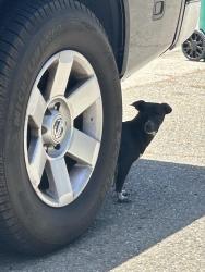 Found/Stray Male Dog last seen El Monte Ave, Oakland, CA 94605