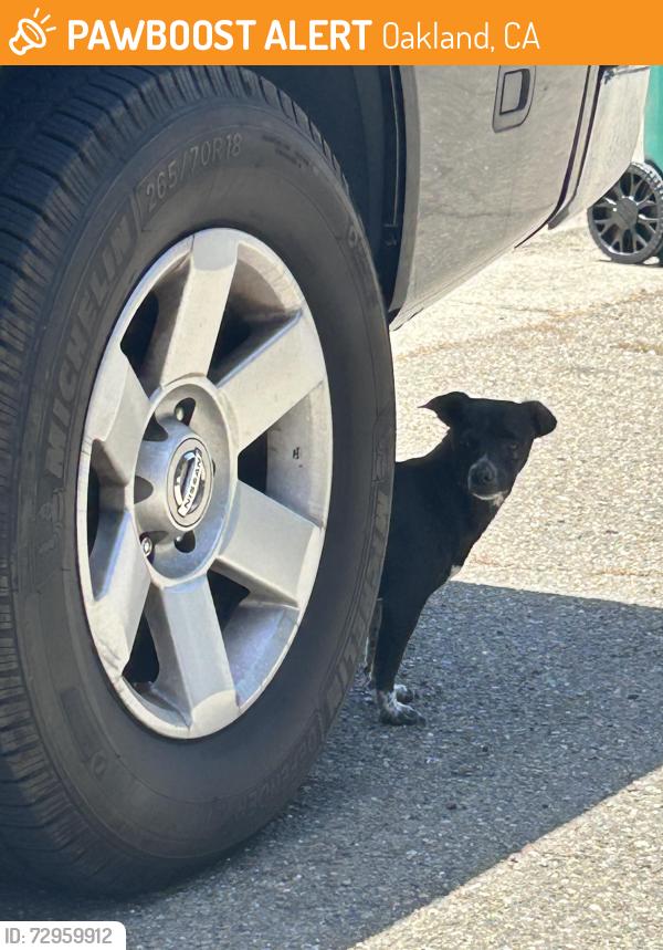 Found/Stray Male Dog last seen El Monte Ave, Oakland, CA 94605