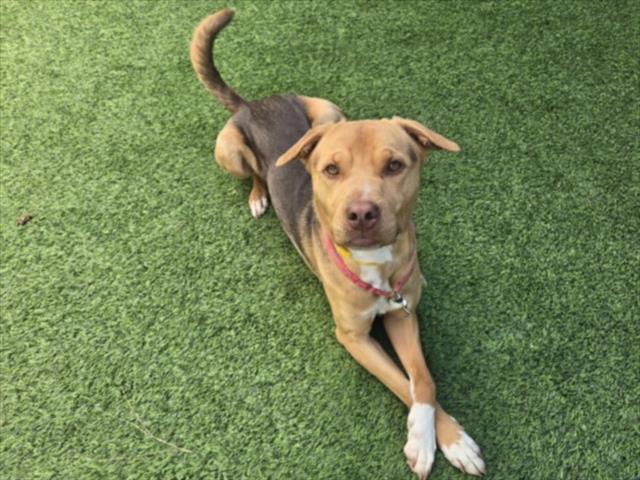 Shelter Stray Male Dog last seen , Los Angeles, CA 91405