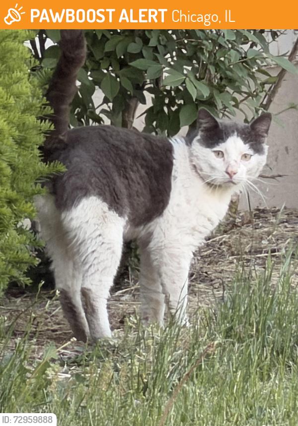 Found/Stray Unknown Cat last seen Rickover Naval Academy // Cullom & N Major, Chicago, IL 60634
