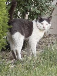 Found/Stray Unknown Cat last seen Rickover Naval Academy // Cullom & N Major, Chicago, IL 60634