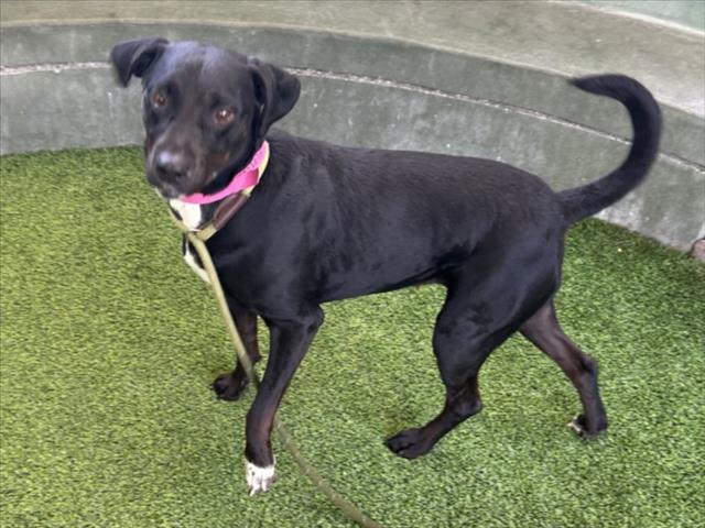 Shelter Stray Female Dog last seen , Los Angeles, CA 91405