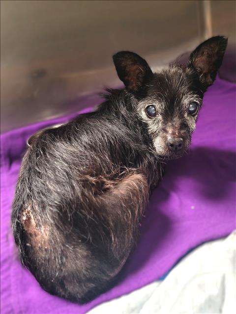 Shelter Stray Female Dog last seen , Los Angeles, CA 91405