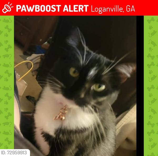 Lost Female Cat last seen Aristocrat drive, Loganville, GA 30052