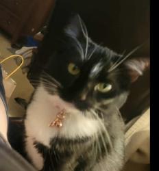 Lost Female Cat last seen Aristocrat drive, Loganville, GA 30052