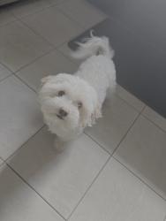 Reunited Male Dog last seen Near Seeman Rd Virginia Beach, Loehmans Plaza, Virginia Beach, VA 23452