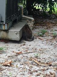 Shelter Stray Male Cat last seen Near BLOCK NE 5 AV, DEERFIELD BEACH FL 33064, Davie, FL 33312