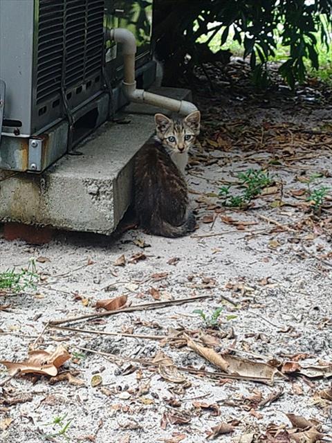 Shelter Stray Male Cat last seen Near BLOCK NE 5 AV, DEERFIELD BEACH FL 33064, Davie, FL 33312