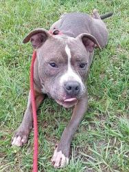 Shelter Stray Male Dog last seen Near BLOCK NW 15 CT, FORT LAUDERDALE FL 33311, Davie, FL 33312