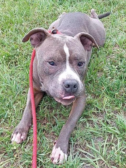 Shelter Stray Male Dog last seen Near BLOCK NW 15 CT, FORT LAUDERDALE FL 33311, Davie, FL 33312