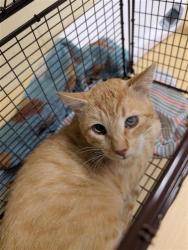 Shelter Stray Male Cat last seen TURNBRIDGE DR & LUTHER DR, Sacramento, CA 95818