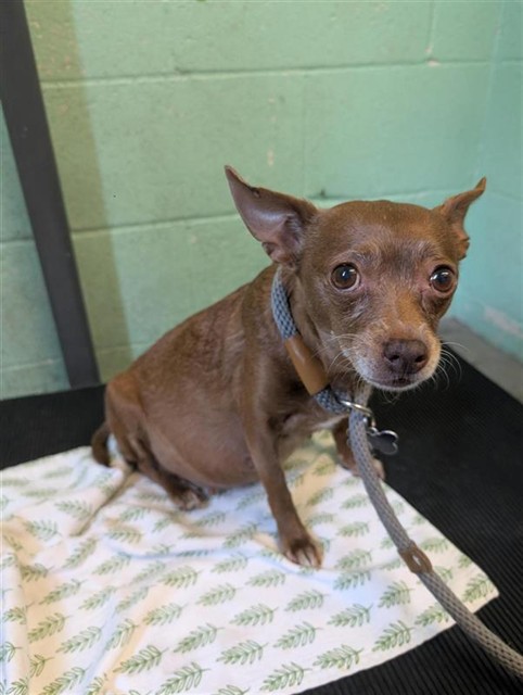 Shelter Stray Female Dog last seen 5TH ST & BROADWAY, Sacramento, CA 95818