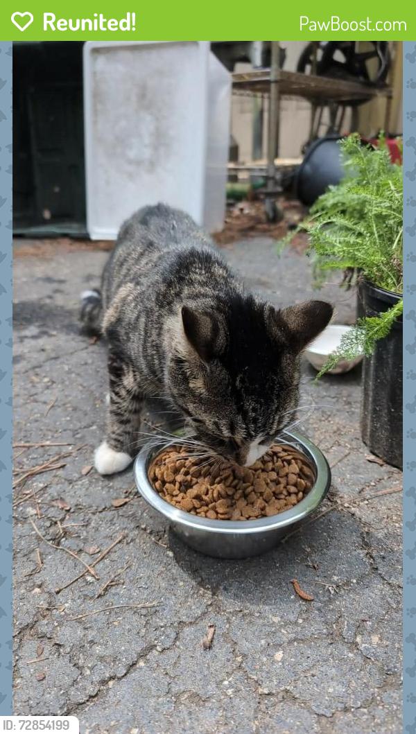 Reunited Male Cat last seen Nowhere Rd, Athens, GA 30601