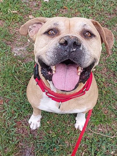 Shelter Stray Female Dog last seen Near BLOCK SW 83 AV, N LAUDERDALE FL 33068, Davie, FL 33312