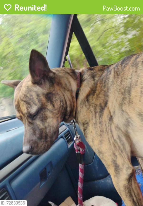 Reunited Female Dog last seen 81st and Beverly , Prairie Village, KS 66208