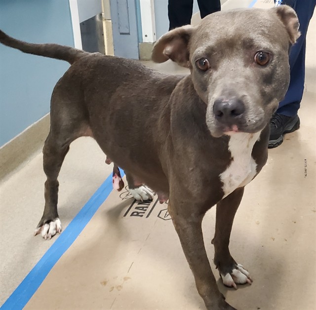 Shelter Stray Female Dog last seen Near BLOCK SHERIDAN ST, HOLLYWOOD FL 33019, Davie, FL 33312
