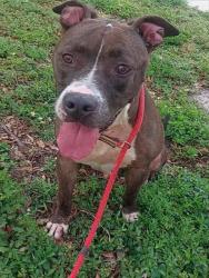 Shelter Stray Male Dog last seen Near BLOCK SW 30 AV DANIA BEACH FL 33312, Davie, FL 33312
