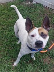 Shelter Stray Male Dog last seen Near BLOCK SW 83 AV, N LAUDERDALE FL 33068, Davie, FL 33312