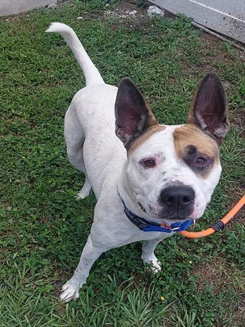 Shelter Stray Male Dog last seen Near BLOCK SW 83 AV, N LAUDERDALE FL 33068, Davie, FL 33312