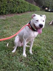 Shelter Stray Female Dog last seen N 24TH AVE & ARTHUR ST, HOLLYWOOD, FL 33020, Davie, FL 33312
