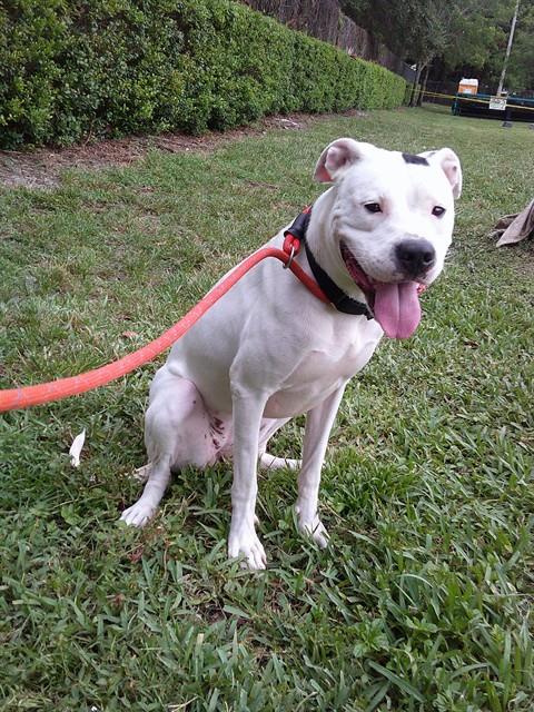 Shelter Stray Female Dog last seen N 24TH AVE & ARTHUR ST, HOLLYWOOD, FL 33020, Davie, FL 33312